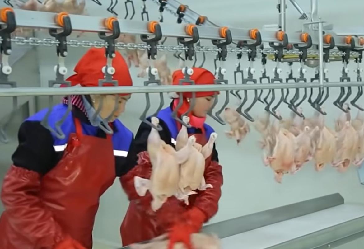 Teknologi pengolahan ayam