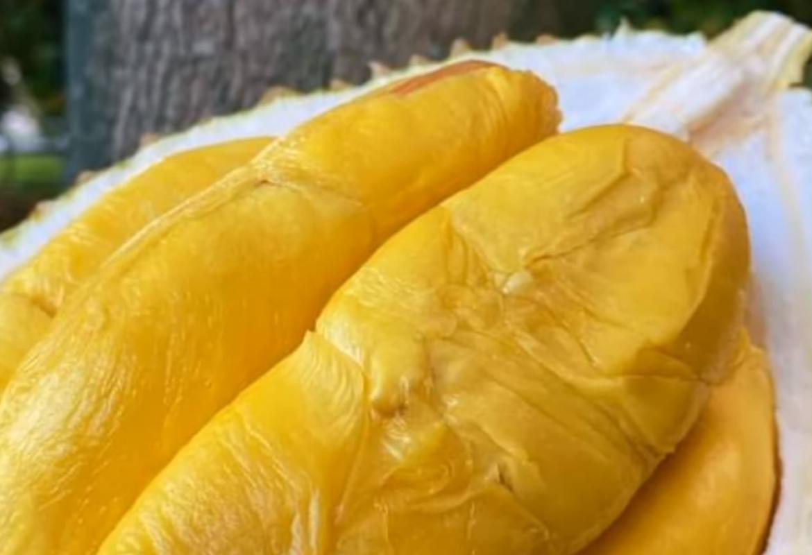 Jenis durian
