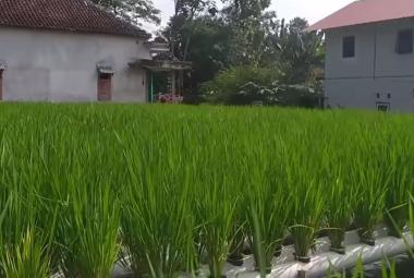 Tanaman padi
